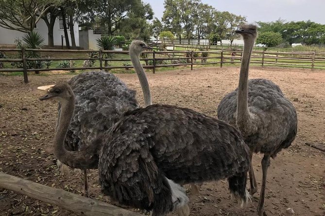 Cape of Good Hope & Penguins Full Day Tour From (The Mother City) Cape Town. - Cape Point Ostrich Farm: A Fast Wildlife Encounter You Can Actually Do