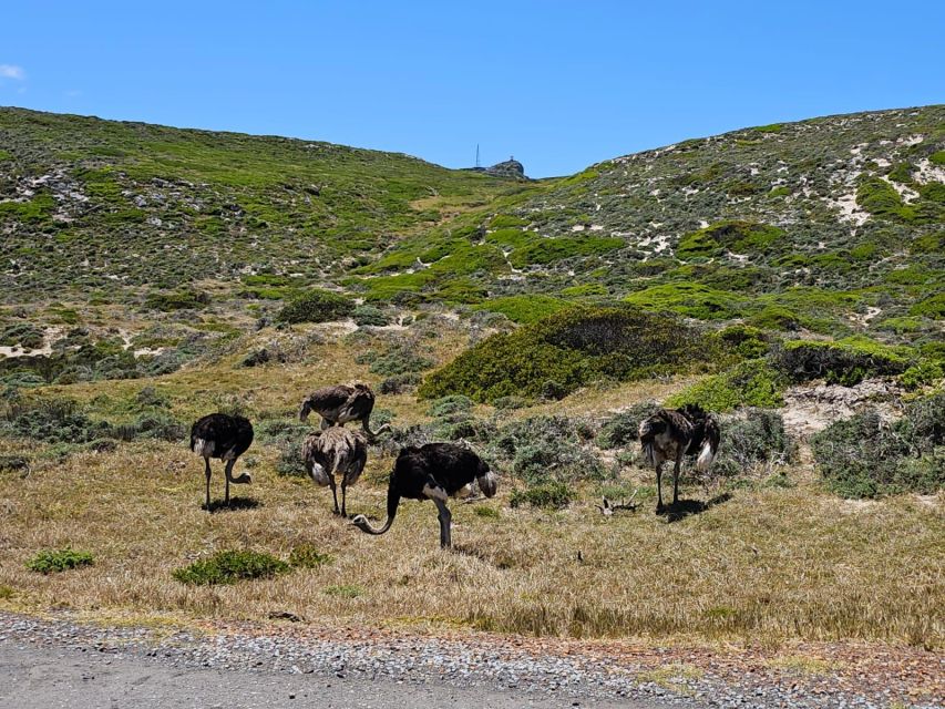 Cape of Good Hope & Penguins Private Tour - Noordhoek Farm Village and the quick look at ostrich country