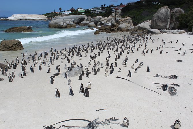 Cape Of Good Hope, Penguins Private Tour from Cape Town full day - Chapman’s Peak Drive: 114 Curves and a Road That Feels Like a View
