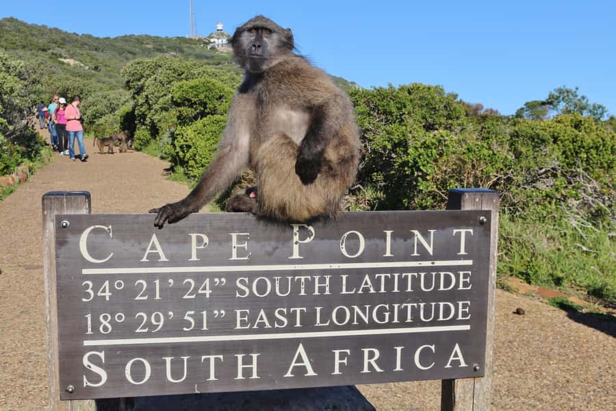 Cape of Good Hope Penguins Seals & Chapmans Peak Shared Tour - Key points before you go