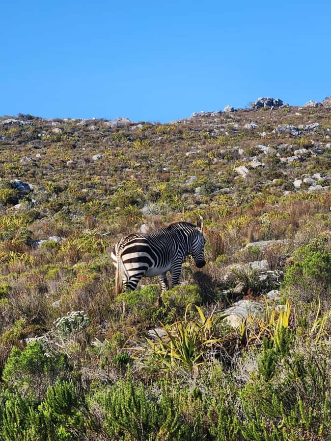 Cape of Good Hope & Penguins Shared Tour - Key things to know before you go