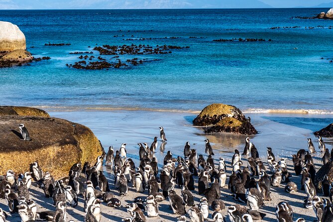 Cape of Good Hope & Penguins Small Group Tour from Cape Town - Simon’s Town and Just Nuisance: a story stop with character