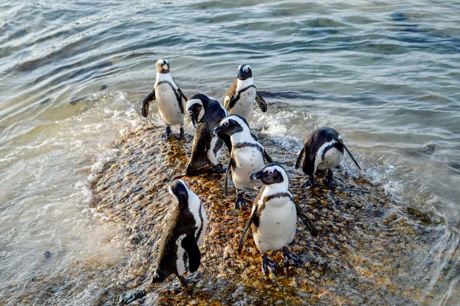 Cape of Good Hope: Sightseeing and African Penguins Tour - Boulders Penguin Colony: the African Penguin payoff
