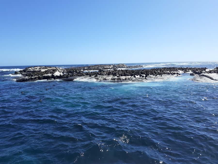 Cape of Good Hope: Sightseeing and African Penguins Tour - Price and what you get for $44