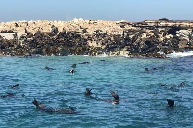 Cape of Goodhope Tour a Full Day Exploring the Cape Peninsula - Comfort and Care in the Vehicle, Plus a Real Guide Advantage