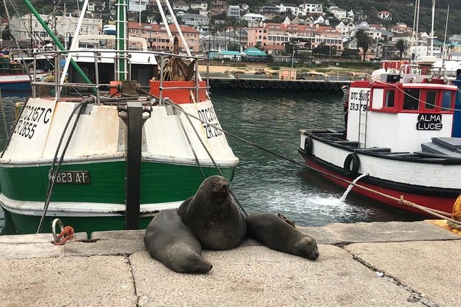 Cape Peninsula Adventure - Cape of Good Hope: A Short Hike Off the Main Trail
