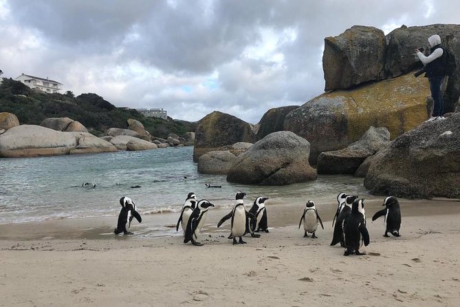 Cape Peninsula Adventure - Price and Value: Is $115 a Good Deal for This Route?