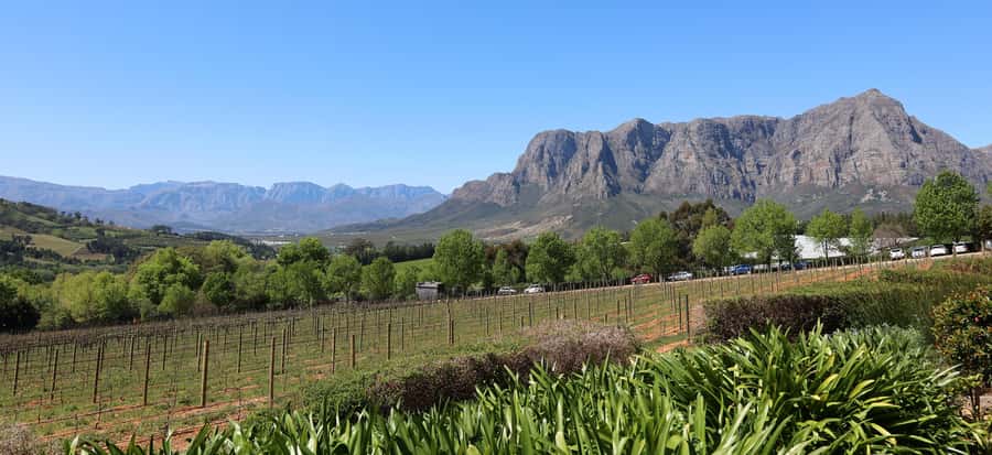 Cape Peninsula and Winelands Private Full-Day Combo Tour - Constantia wine farms: Groot Constantia first, then pairing-focused Constantia Glen