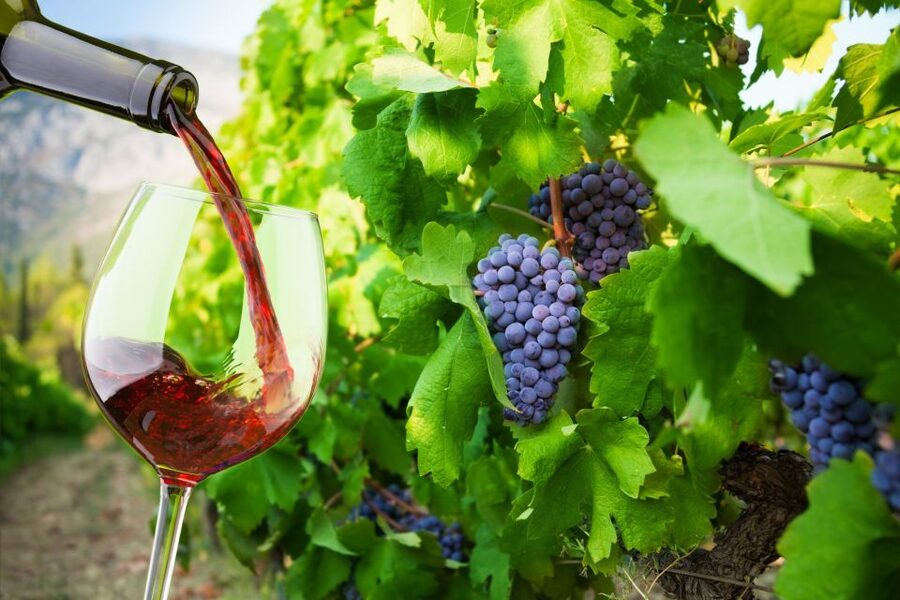 Cape Peninsula and Winelands Private Full-Day Combo Tour - Practical tips for a smooth 10-hour day on winding coastal roads