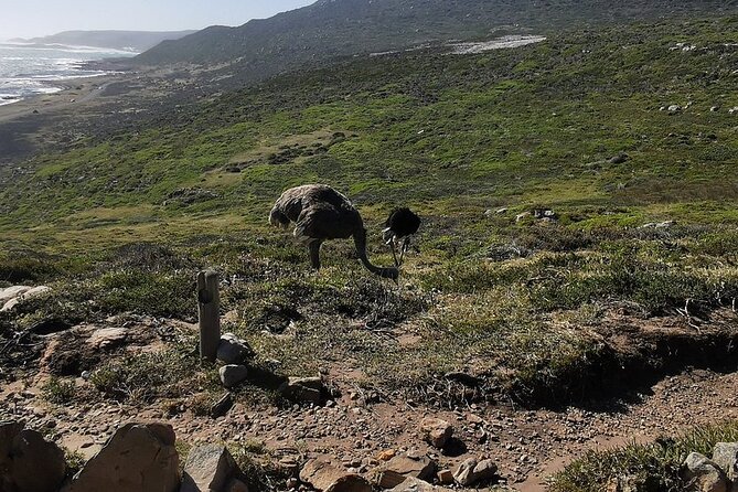 Cape Peninsula Cape of Good Hope and Penguins Tour in Cape Town - Private pickup and a small group that changes the vibe