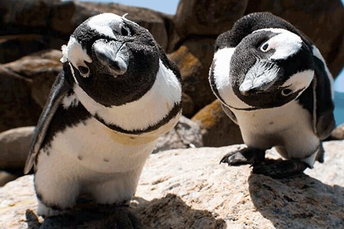 Cape Peninsula Cape of Good Hope and Penguins Tour in Cape Town - Price and value: what $134 really buys you