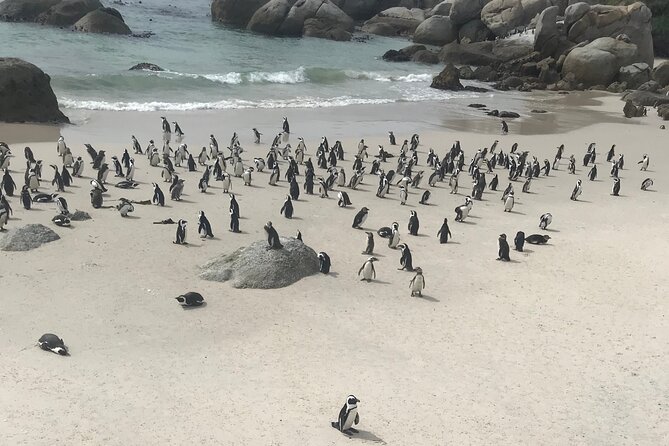 Cape Peninsula Cycle Tour - Cape Point Ostrich Farm: A Quirky Stop Along the Way