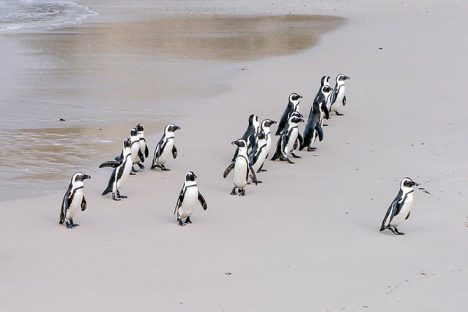 Cape Peninsula Cycle Tour - Pickup, Private Transport, and How the Half-Day Really Feels