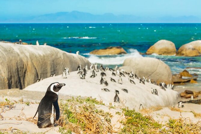 Cape Peninsula Day Tour - Cape of Good Hope and Cape Point: storms, legends, and the old lighthouse