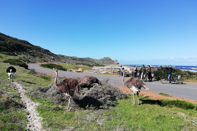 Cape Peninsula E-bike Cycle with Vehicle - Private Tour - Why an e-bike Cape Peninsula day beats a car tour