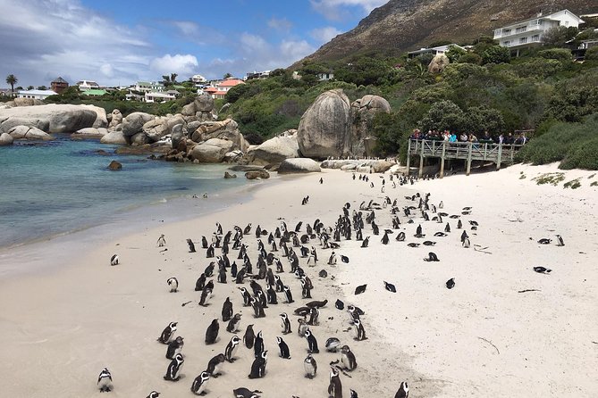 Cape Peninsula E-bike Cycle with Vehicle - Private Tour - Pickup, Camps Bay strip rides, and Hout Bay harbor coffee