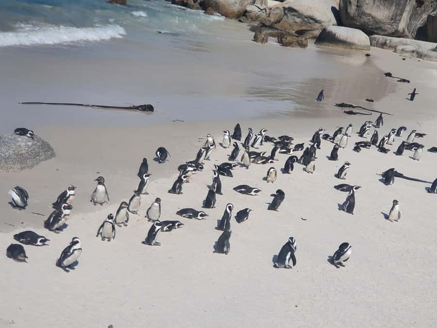 Cape Peninsula Full Day Tour In Private Car - Key points before you go