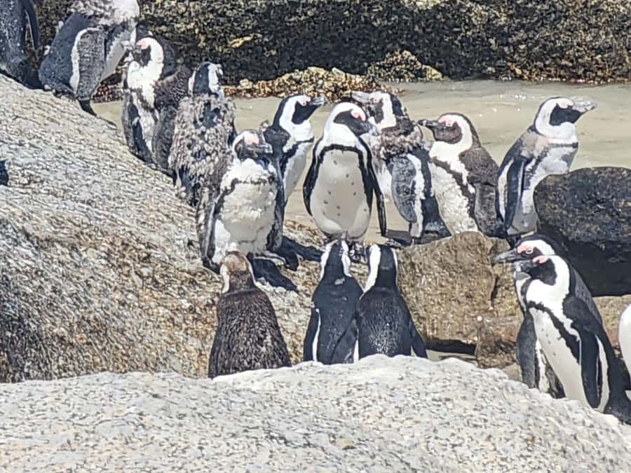 Cape Peninsula Full Day Tour In Private Car - What You Pay For: Price, Included Costs, and Entrance Fees That Add Up