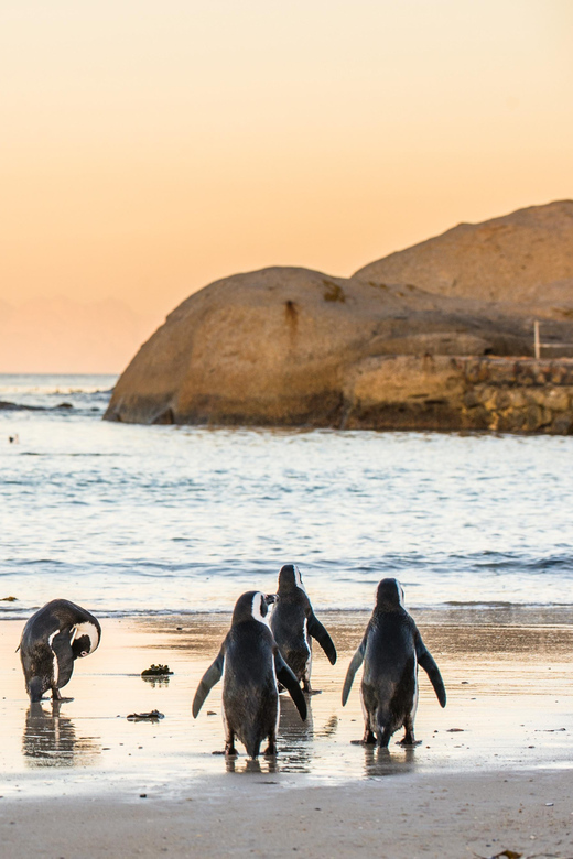 Cape Peninsula & Penguins Beach Half Day Tour from Cape Town - The guide experience, what you should expect in real life