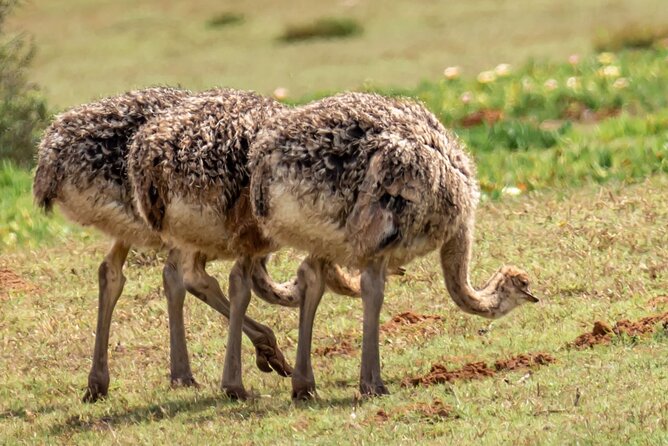 Cape Peninsula & Penguins Private Day Tour, Entrances Included. - Price and value: what $190 covers on this private peninsula loop