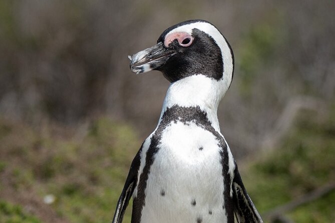 Cape Peninsula & Penguins Private Day Tour, Entrances Included. - Hout Bay and Duiker Island: Cape fur seals, with an optional boat cruise