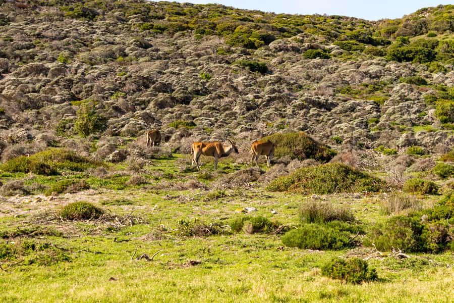 Cape Peninsula: Private Full Day Tour - Hout Bay and the Seal Island option that adds a second kind of sea view