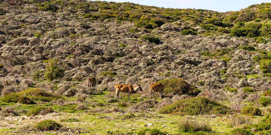 Cape Peninsula: Private Half Day Tour - Pace, timing, and what can realistically affect your day
