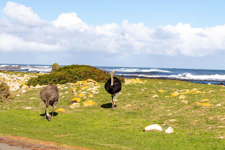 Cape Peninsula: Private Half Day Tour - What to expect from included comfort items
