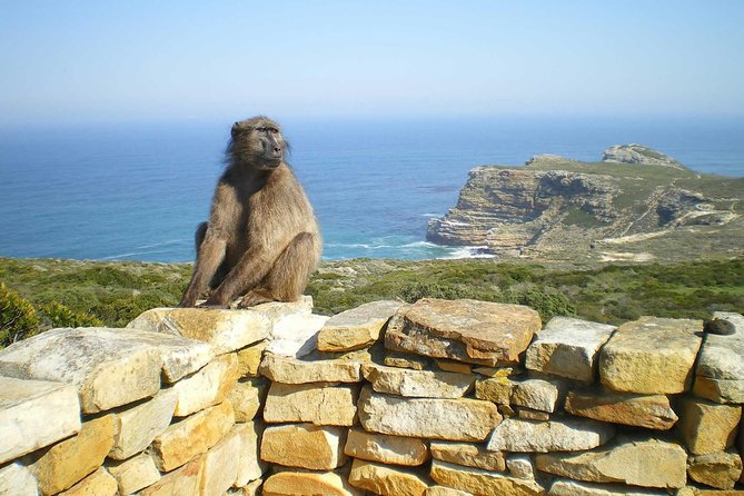 Cape Peninsula Private Tour - Boulders Beach Penguin Colony and Muizenberg Beach color