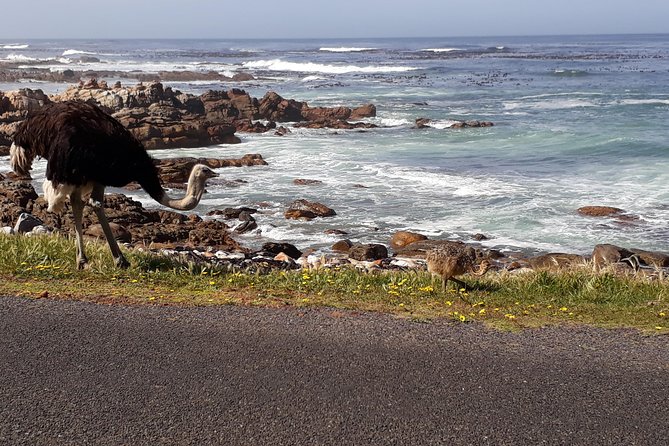 Cape Peninsula Private Tour - How the private guide makes the 8 hours work