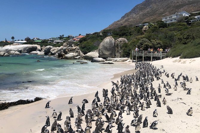 Cape Peninsula Private Tour - Who should book, and who should skip
