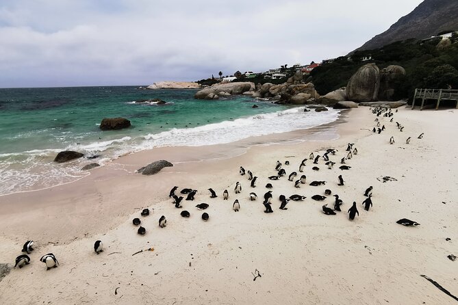 Cape Peninsula Private Tour In Cape Town South Africa - Key Things That Make This Cape Peninsula Day Work