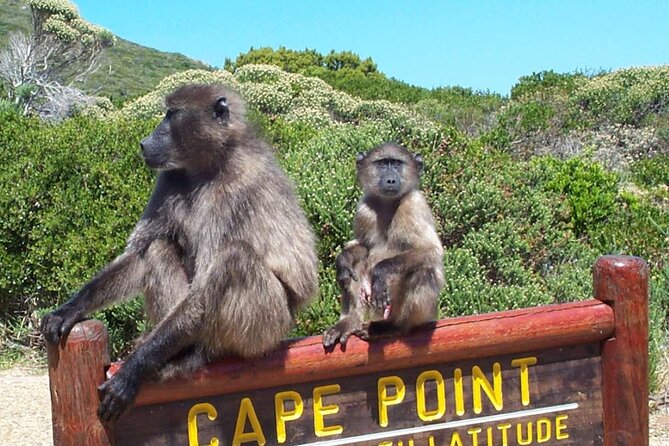 Cape Peninsula Private Tour In Cape Town South Africa - Table Mountain as an Optional Stop and How to Choose Wisely