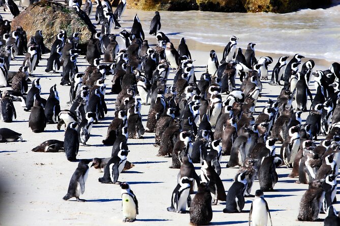 Cape Peninsula Private Tour Include Park Fees - Key highlights worth planning for
