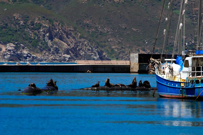 Cape Peninsula Private Tour Include Park Fees - Who this tour is best for, and who may want something else