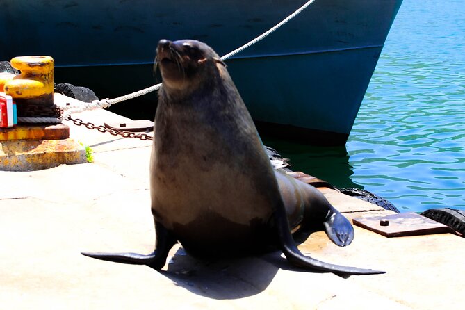 Cape Peninsula Private Tour Include Park Fees - Price and logistics: $800 per group, up to 5, and what you gain