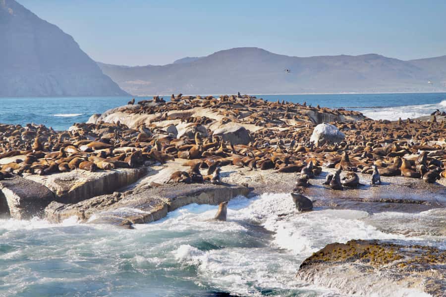 Cape Peninsula Shared Half-Day Tour - Constantia Wine Country Drive: A Calm Finish After the Coast