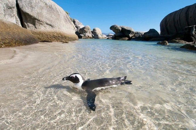Cape Peninsula Tours - The 9:00 am Start and How the Timing Works