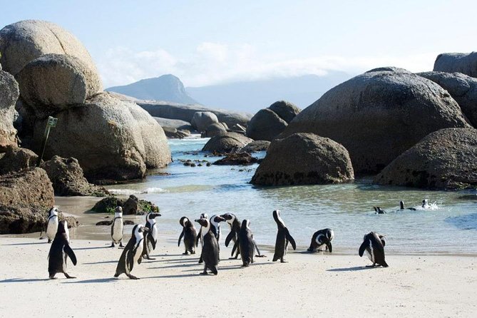 Cape Peninsula Tours - Those Ocean Pass-By Moments: Why They Matter