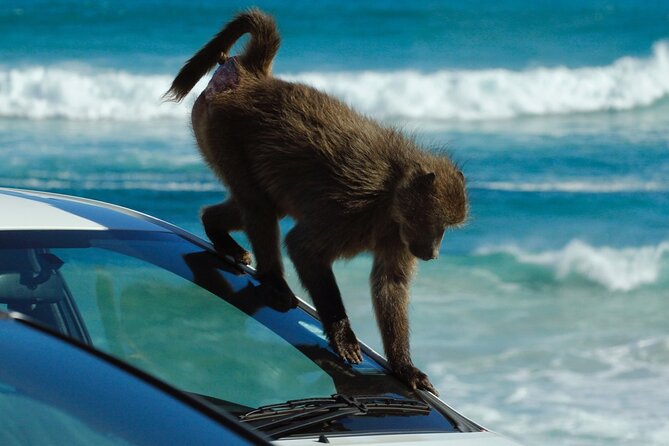 Cape Point and Boulder's Penguins Full Day Tour - Getting There, Group Size, and What to Pack for an 8-Hour Day