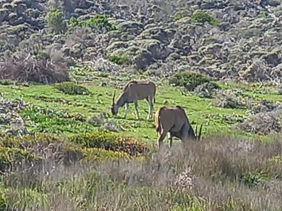cape point and penguin ,muizenberg, bookapp - Hout Bay harbor, optional Seal Island, and the coffee stop detour