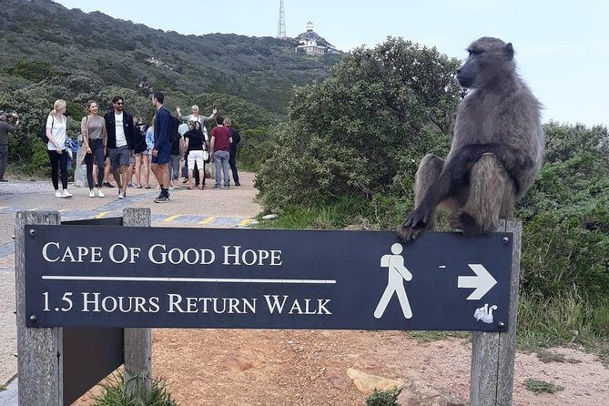 Cape Point, Boulder's Beach in Private Car Entrance Fees Included - Boulders Beach penguin colony: the payoff stop