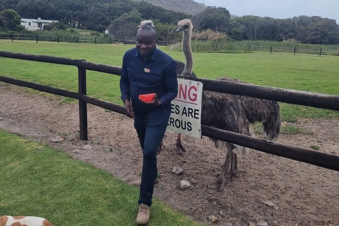 Cape Point Cape Of Good Hope And Penguins Private Tour - Chapman’s Peak Drive: The Scenic Road You’ll Want to Sit Side On