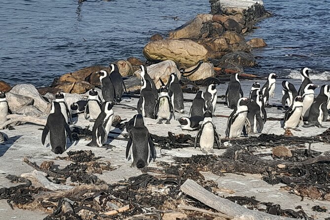 Cape Point Cape Of Good Hope And Penguins Private Tour - Cape Point: Where the Atlantic and Indian Oceans Feel Close