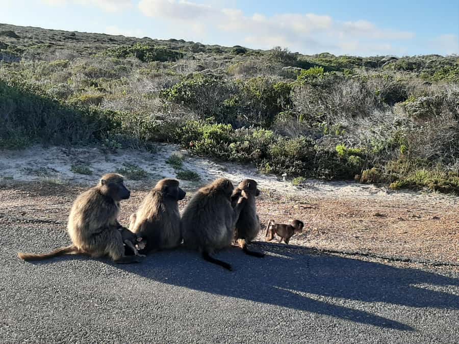 Cape Point Cape of Good Hope, Penguins Private Half day Tour - Key Points to Know Before You Go