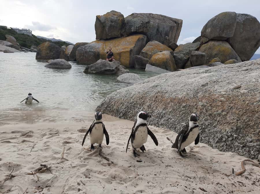 Cape Point Cape of Good Hope, Penguins Private Half day Tour - Why This 5-Hour Private Route Works in Cape Town
