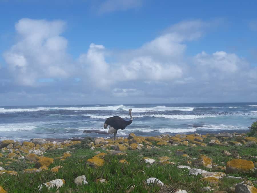 Cape Point Cape of Good Hope, Penguins Private Half day Tour - Chapman’s Peak and the Cape Peninsula Drive That Does the Talking