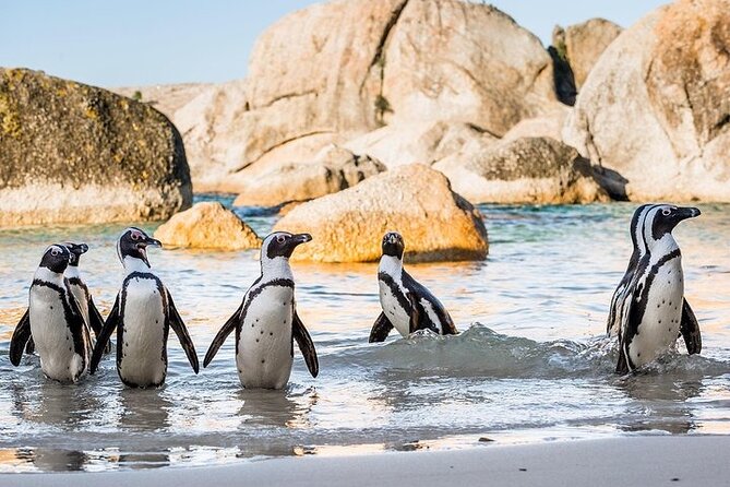 Cape Point Full Day Tour - Comfort tips: walking shoes, motion sickness, and the smart way to pack
