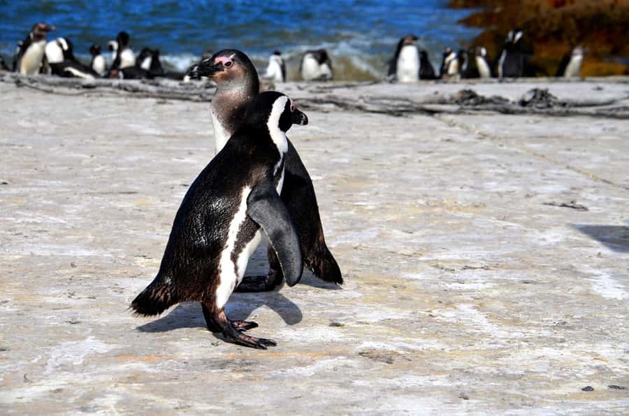 Cape Point Full-Day Tour From Cape Town - Key Things to Know Before You Go