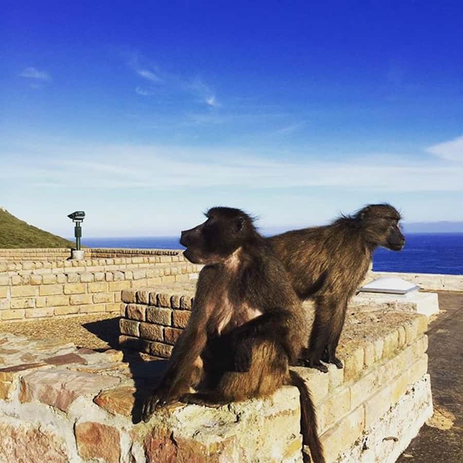 Cape Point Full-Day Tour From Cape Town - Cape Peninsula in One Day: What You Really See
